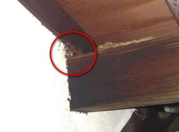 スズメバチ侵入母屋隙間